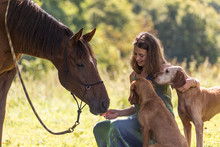Hübsches Mädchen Mit Pferd Und Hunden