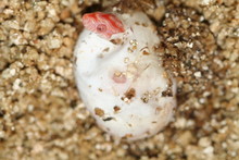 Close Up Of A Snake Egg Where A Corn Snake Hatches From Its Egg And And Takes Its First Breath
