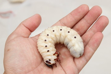 A goliathus beetle Larva