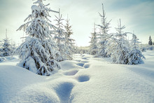Christmas And New Year Trees Covered With Snow In Winter Forest.