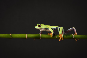 Poster - A red eyed tree frog balancing and walking along a bamboo cane against a black background