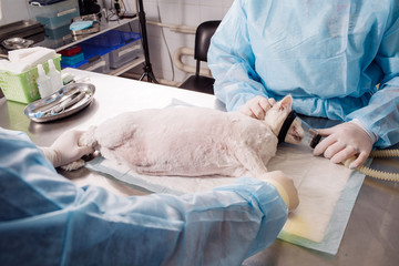 Wall Mural - Cat anesthesia in veterinary.