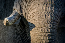 Close Up Of The Tusks Of An Old Elephant Bull.