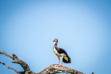 Spur-winged Goose Sitting On A Branch.