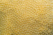 Close up of lobed star coral, Orbicella annularis, Caribbean sea