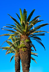 Two palm trees against blue sky