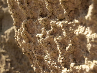 barnacle rock texture