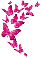 Wall Mural - beautiful pink butterflies, isolated  on a white