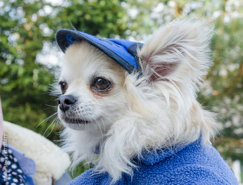 A Long Haired White Haired Chihuahua Dog Portrait In Fancy Dress