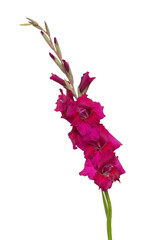Wall Mural - gladiolus flower