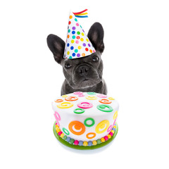 Canvas Print - happy birthday dog and cake