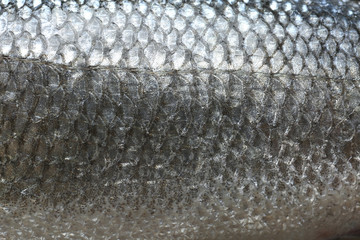 Wall Mural - Skin of fresh raw fish, closeup