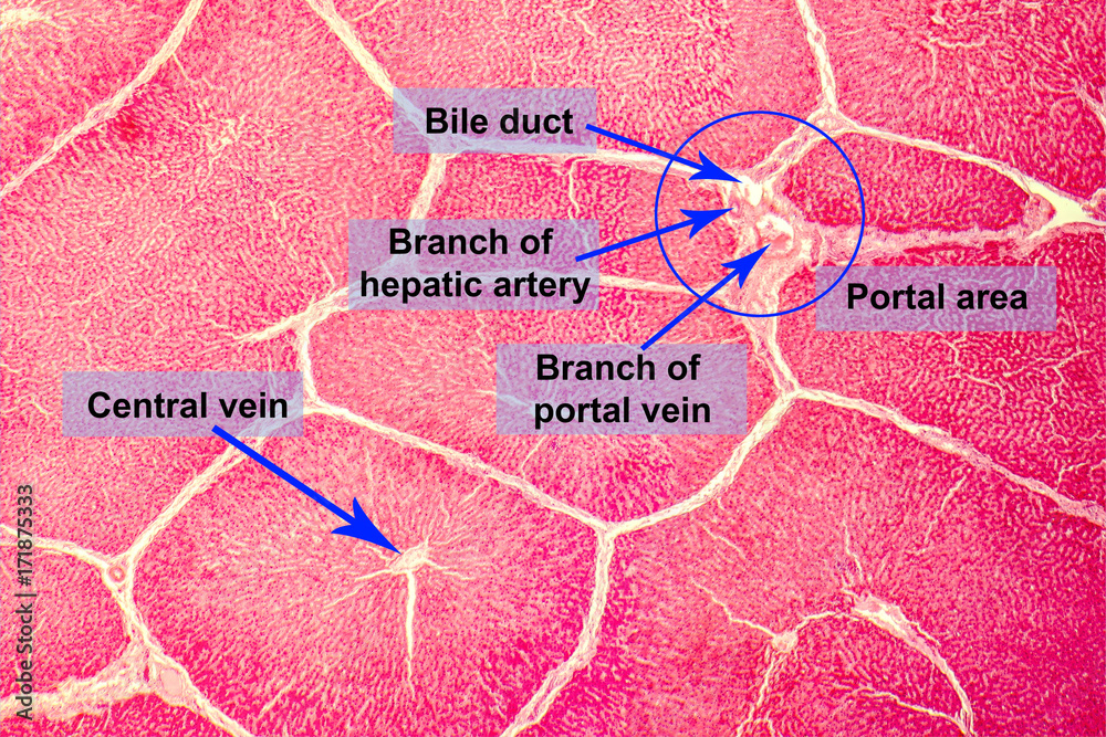 Light micrograph of a liver showing hepatic lobules and portal areas ...