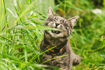 The cat is eating grass in the park.