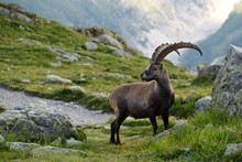 Ibex Alpine