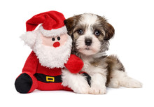 Cute Havanese Puppy Dog Lying With A Santa Plush Toy