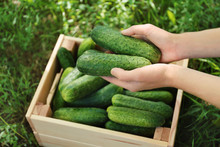 Woman Holding Fresh Cucumbers Outdoors