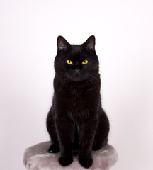 Naklejka na meble Black Cat Black cat with yellow eyes isolated on white