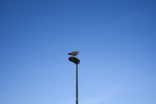Seagull On The Lamp Post