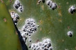 Closeup cochineal Dactylopidae insects of a cactus tree