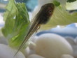 closeup of an tadpole