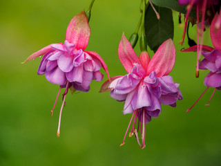 Wall Mural - fuchsia flowers with water droplet over green background, close-up.