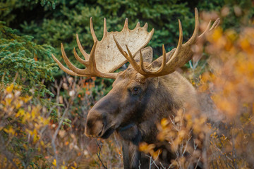 a moose bull in denali np, alaska
