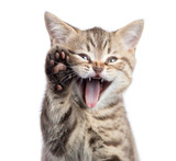 Fototapeta Koty - Funny cat portrait with open mouth and raised paw isolated