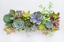 Top View Of Wooden Box Of Flowering Succulent Plants