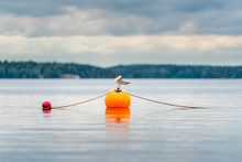 One Seagull Bird Standing Resting On An Orange Buoy On A Lake. Calm Beautiful Seascape View.