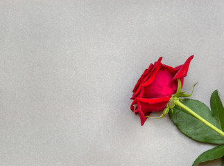 Wall Mural - Red rose on a gray background. Top view.