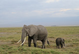Fototapeta Sawanna - African Elephant With Calf