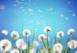 Nature floral border template. Airy glowing dandelions flying in wind with soft focus on sun morning outdoors macro. Romantic tender dreamy artistic image, light blue background sky, spring wallpaper.