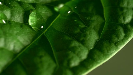 Poster - Green leaf with water drops