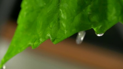 Poster - Water drop falling from green leaf during the rain. Slow motion macro shot