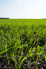 Sprouts the young shoots of the wheat in the field in the ground.