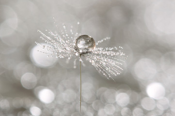 Wall Mural - a drop of dew on a dandelion. macro of dandelion art work.