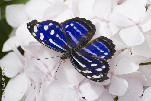 Plakat Motyl 2017-111 / Niebieski i biały motyl na kwiaty