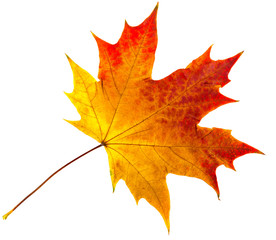 autumn leaves.