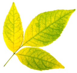 Wall Mural - autumn leaves.