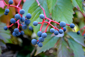 Wall Mural - berries of girlish grapes