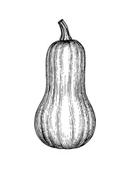 Canvas Print - ink sketch of butternut squash