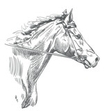 head of horse drawing on white. hand drawn vector illustration