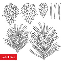 vector set with outline scots pine or pinus sylvestris tree. branch, pine and cones in black isolate