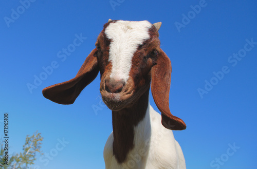 Zdjęcie XXL młode kozy zwierzęta gospodarskie rolnictwo bydło białe i brązowe futro