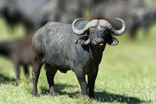 African Buffalo, Big Animal In The Nature Habitat