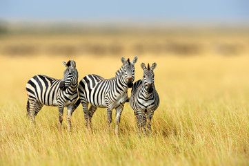 Poster - Zebra in the grass nature habitat, National Park of Kenya