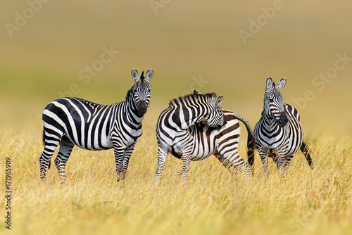 Plakat Zebra w trawy natury siedlisku, park narodowy Kenja