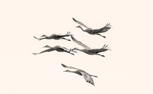 Sandhill Cranes Flying Overhead 