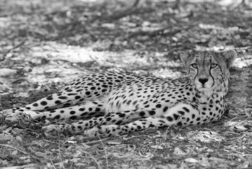 Wall Mural - Cheetah resting on the African plains in Namibia